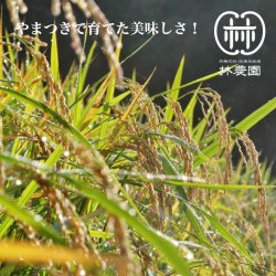 画像2: 自然栽培・ヒノヒカリ　5kg（令和4年10月収穫・未検査米）