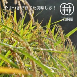 画像2: 自然栽培・ヒノヒカリ 5kg（令和5年10月収穫・未検査米）