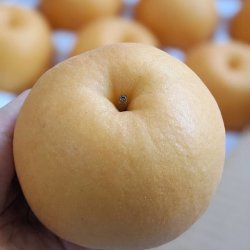 画像2: 酸味と甘みのハーモニー　特選　新興梨　化粧箱入約3kg(5〜6玉)　