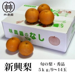 画像1: 酸味と甘みのハーモニー　新興梨　秀品　約5kg(9〜14玉)