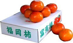 画像1: ご家庭用 富有柿(※カメムシ痕有・主にMサイズ)　約3kg　箱入り